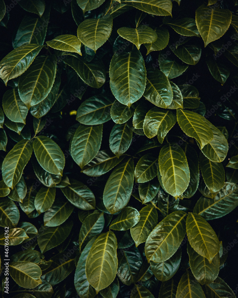 Fototapeta premium leaves