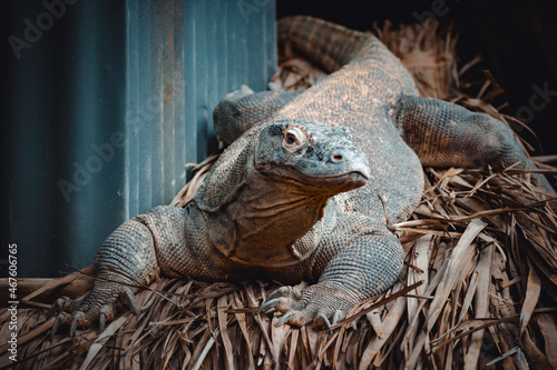 a fantastic portrait of a komodo dragon