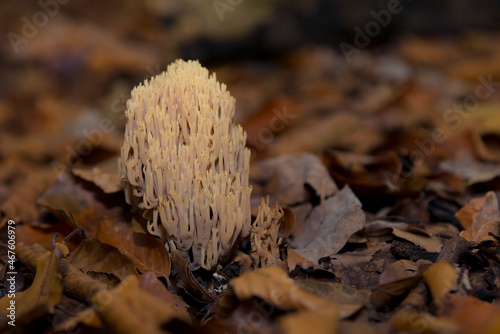 Upright Coral (Ramaria stricta) fungus amidst fallen leaves on the forest floor photo