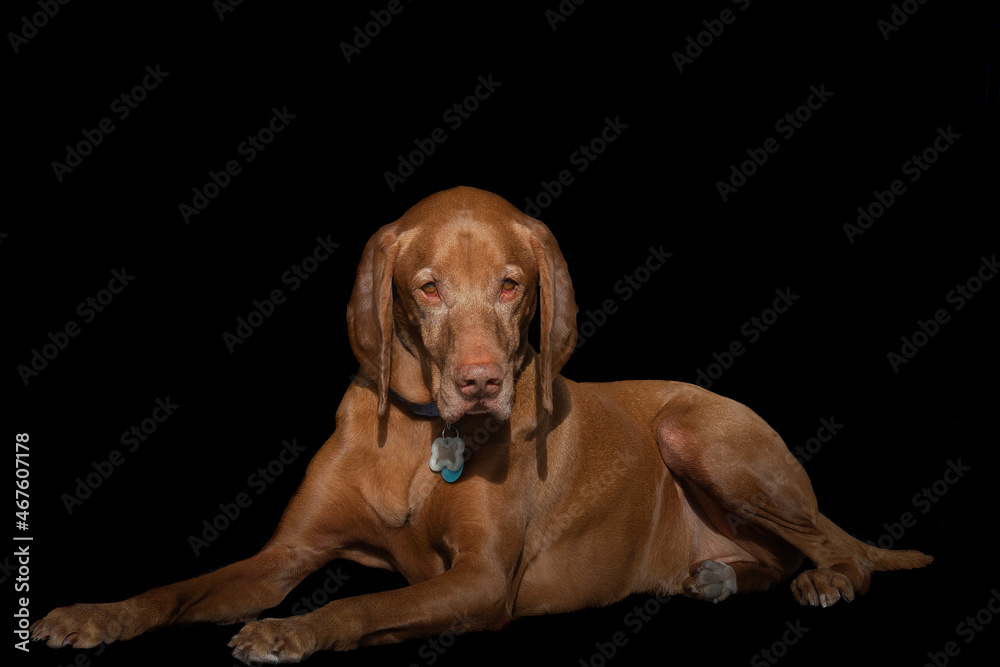 2021-11-06 AN OLDER VIZSLA LYING DOWN WITH A BLACK BACKGROUND 2021-11-06 AN OLDER VIZSLA LYING DOWN WITH A BLACK BACKGROUND