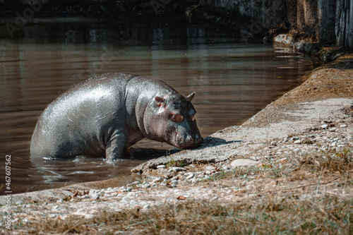 a fantastic view on a hippo and his child