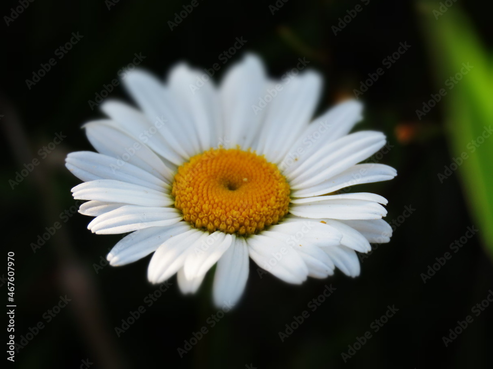 summer solstice is unthinkable without this flower summer solstice is unthinkable without this flower