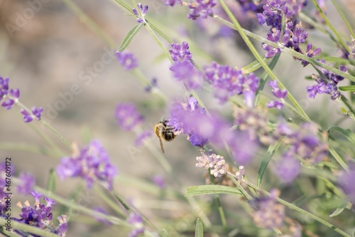 Biene im Lavendel