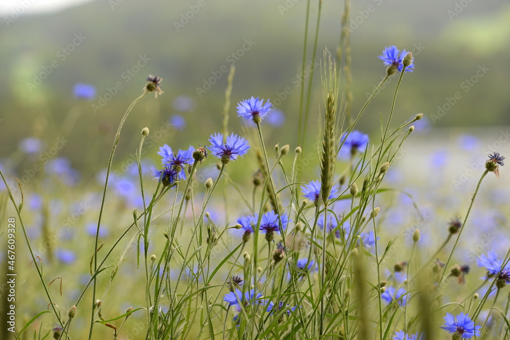 Wilde Kornblumen im Getreidefeld Wilde Kornblumen im Getreidefeld