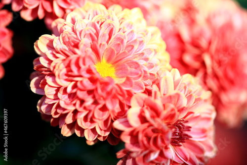 red chrysanthemum flower © Blue21