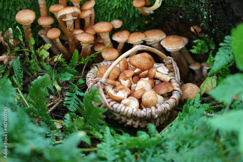 macro from common hallimashin the november forest