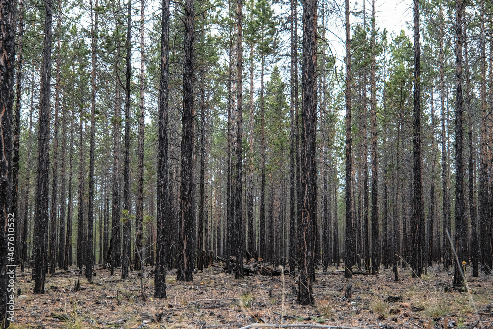 Obraz premium Taiga forest, Olkhon island, Siberia