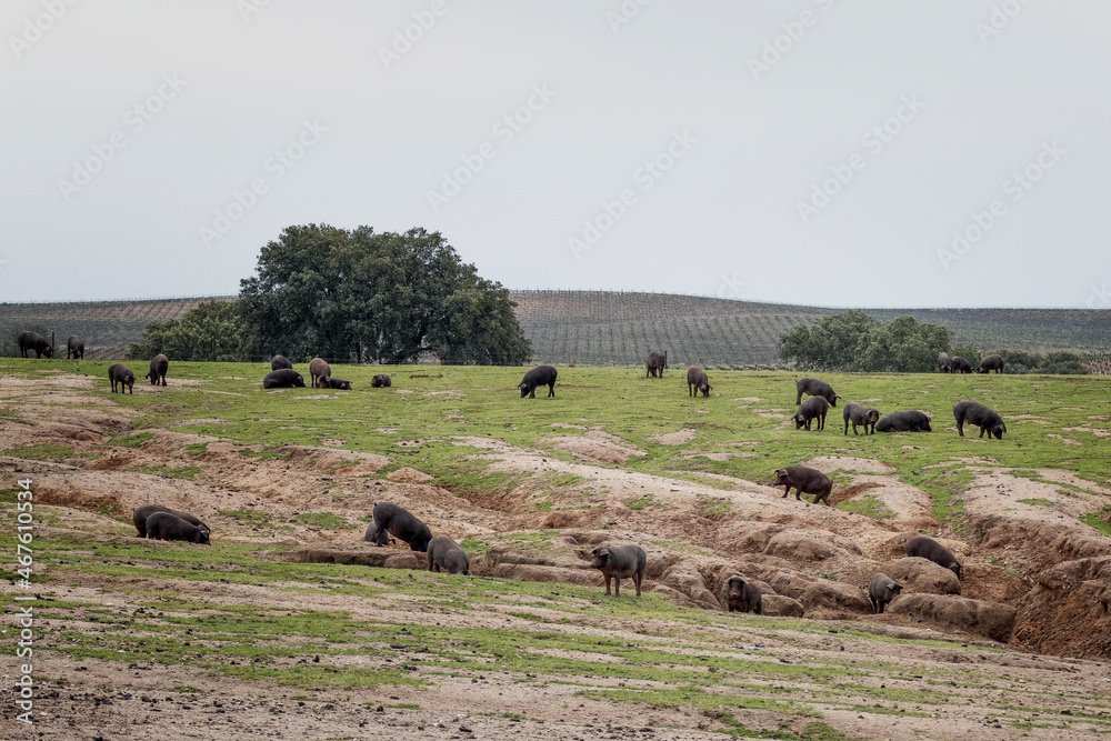 Obraz premium Cerdo ibérico criado con bellota en la dehesa de Extremadura en una piara de guarros de pata negra rodeados de encinas.