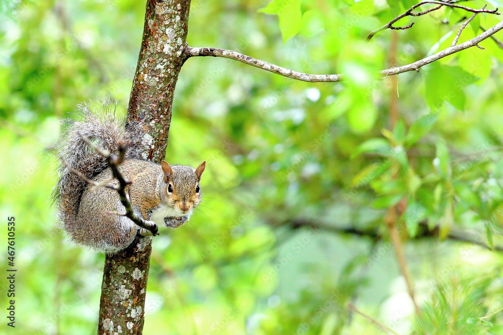 squirrel in tree squirrel in tree