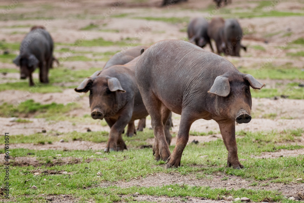 Cerdo ibérico criado con bellota en la dehesa de Extremadura en una piara de guarros de pata negra rodeados de encinas. Cerdo ibérico criado con bellota en la dehesa de Extremadura en una piara de guarros de pata negra rodeados de encinas.