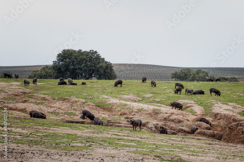 Cerdo ibérico criado con bellota en la dehesa de Extremadura en una piara de guarros de pata negra rodeados de encinas. photo