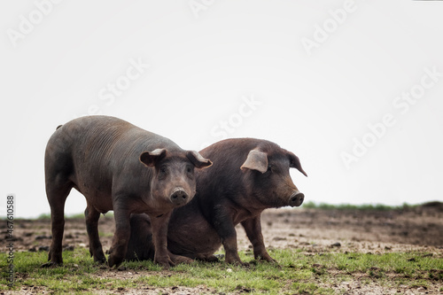 Cerdo ibérico criado con bellota en la dehesa de Extremadura en una piara de guarros de pata negra rodeados de encinas.