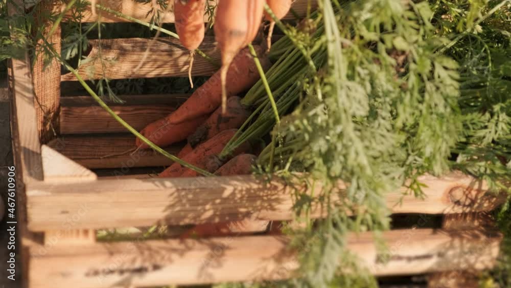 The farmer is stacking freshly picked carrots. Harvesting concept. Agribusiness. The farmer is stacking freshly picked carrots. Harvesting concept. Agribusiness.