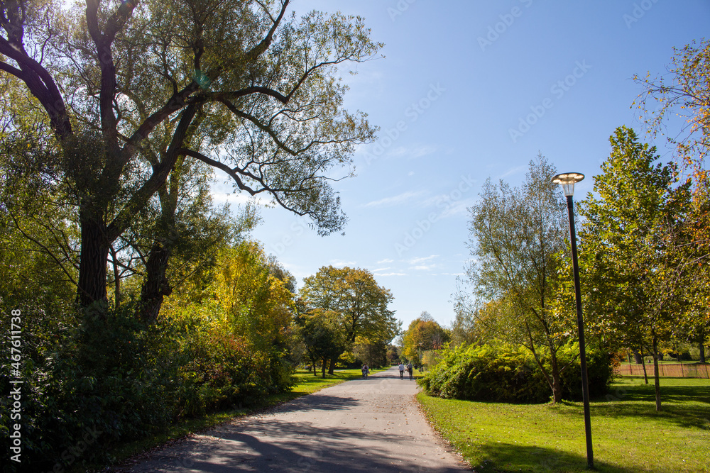 Fall Tree Landscape