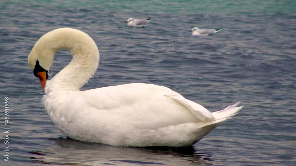 Swans and gulls in the Black Sea. Larus canus, Cygnus olor. Birds of Ukraine. Swans and gulls in the Black Sea. Larus canus, Cygnus olor. Birds of Ukraine.