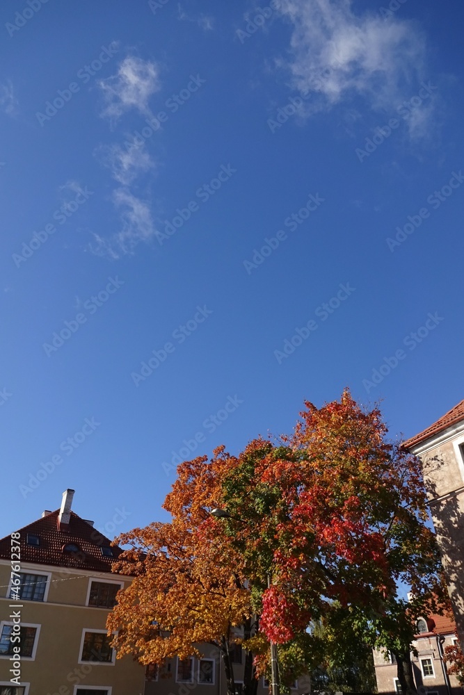 Close up of houses with red tiled roof. Cloudless clear blue sky background. Golden autumn tree foliage in the center. Autumn mood. Pelgulinna, Tallinn, Estonia, Europe. September 2021 Close up of houses with red tiled roof. Cloudless clear blue sky background. Golden autumn tree foliage in the center. Autumn mood. Pelgulinna, Tallinn, Estonia, Europe. September 2021
