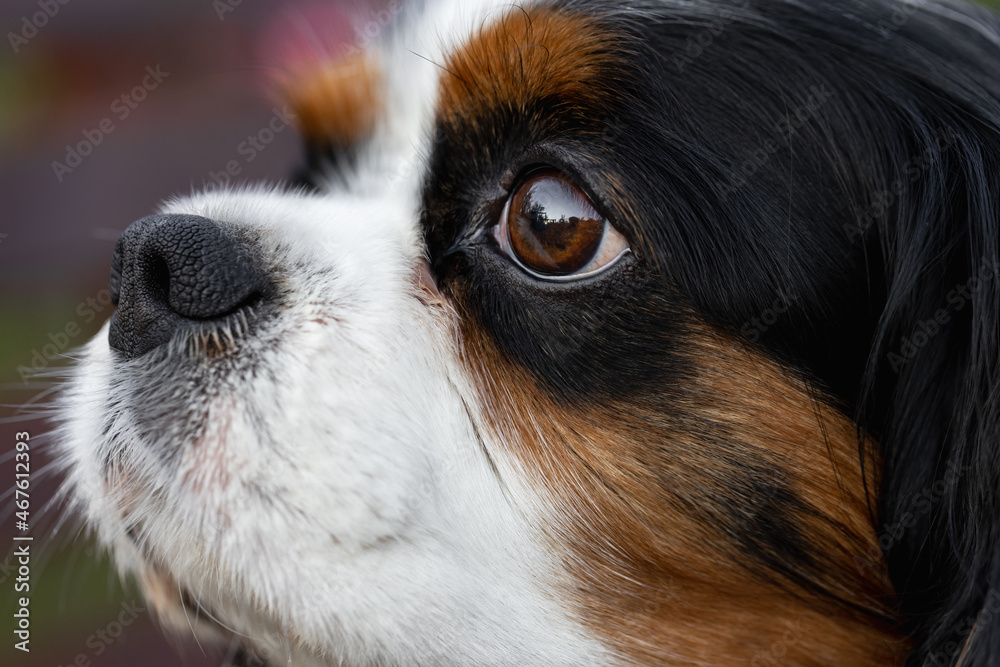 Portrait of a close-up dog of the Cavalier King Charles Spaniel breed.