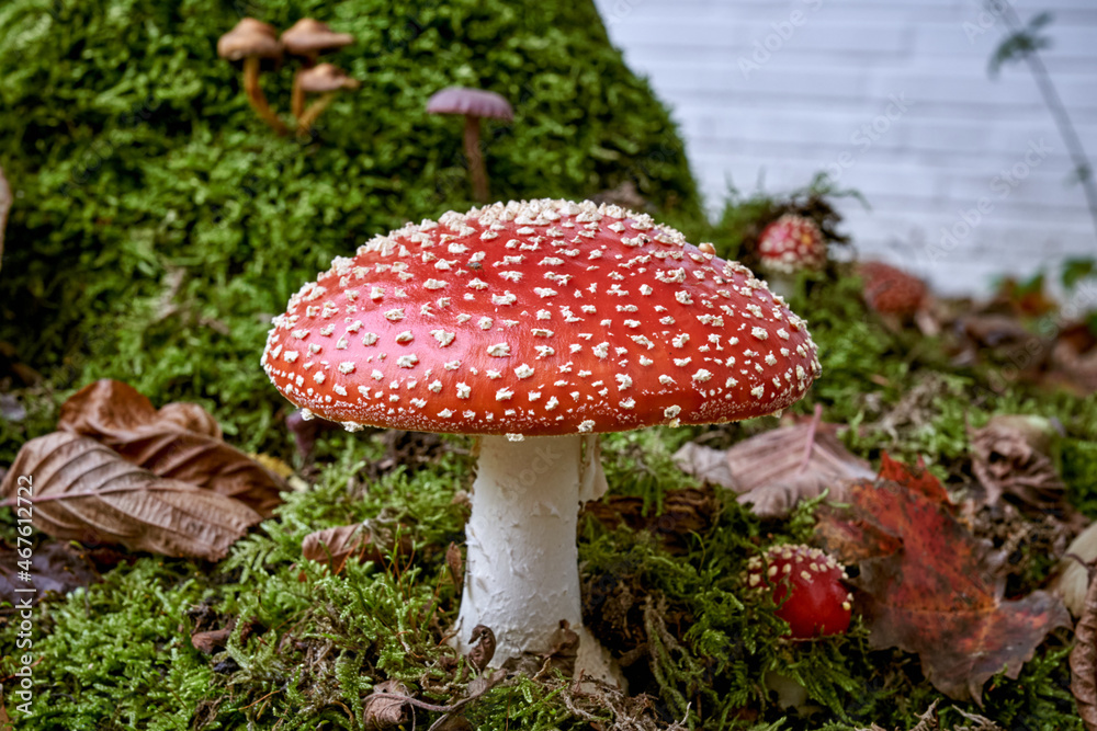 Red mushroom, the fly agaric (Amanita muscaria) Red mushroom, the fly agaric (Amanita muscaria)