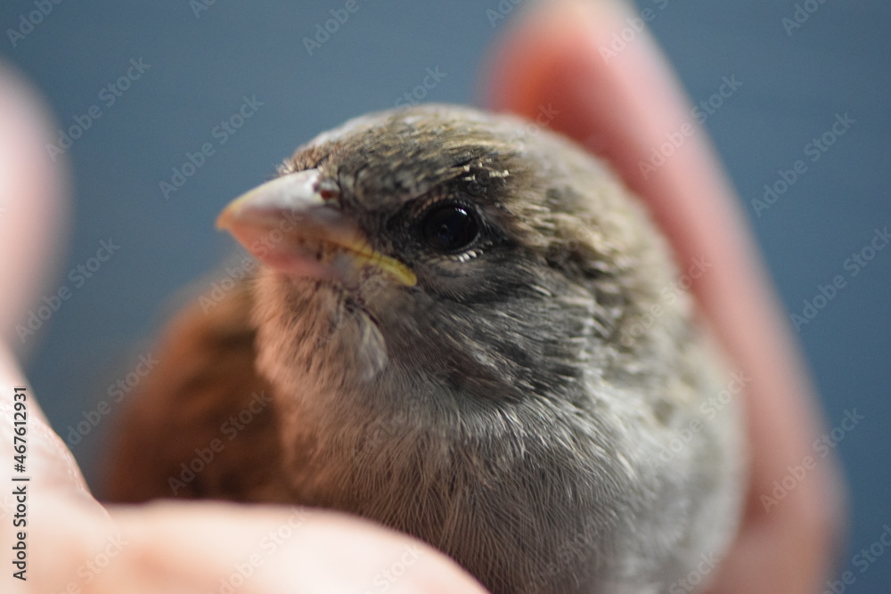 Junger Spatz in der Hand