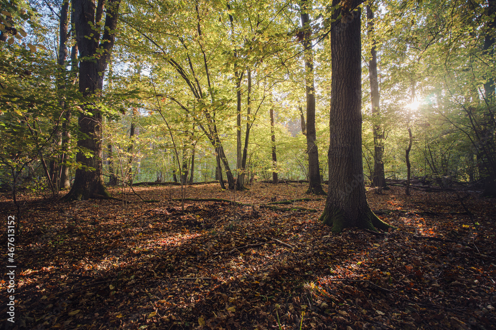 Piękny jesienny dzień w leśnym parku narodowym w Polsce.  - obrazy, fototapety, plakaty 