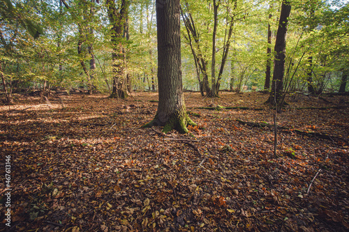 Słoneczny jesienny dzień w leśnym Parku Narodowym w Polsce © af-mar