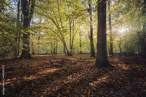 Piękny jesienny dzień w leśnym parku narodowym w Polsce. 