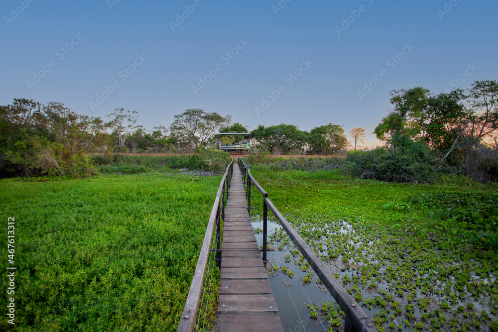 Imagens do Pantanal Sul-matogrossense - Brasil Imagens do Pantanal Sul-matogrossense - Brasil