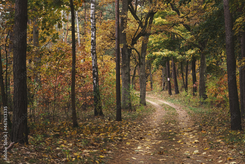 Obraz premium Jesienna droga przez piękny kolorowy las w Parku Narodowym w Polsce