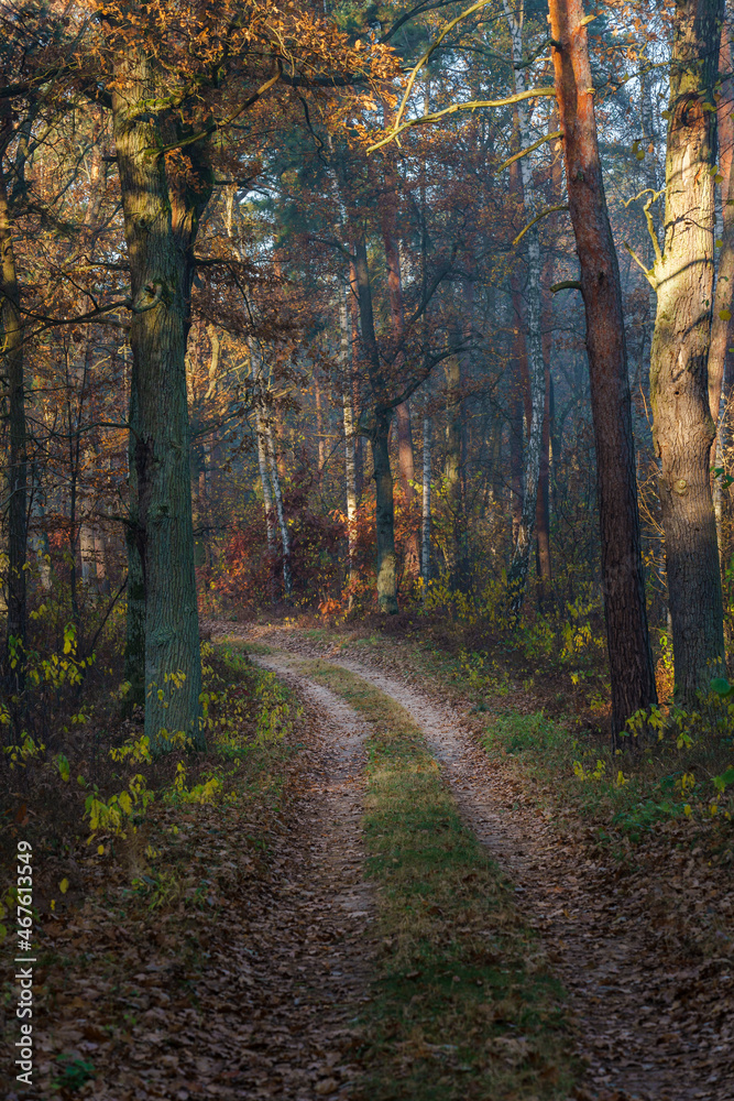 Jesienna droga w Polskim Parku Narodowym - obrazy, fototapety, plakaty 
