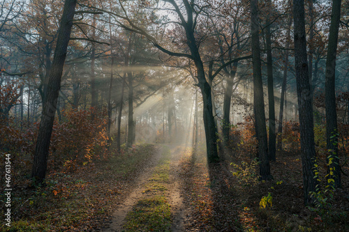 Wczesny ranek w jesiennym Polskim Parku narodowym © af-mar