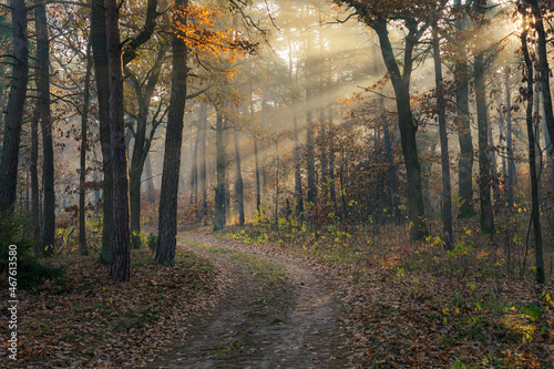 Mglisty jesienny poranek w Polskim Parku Narodowym 