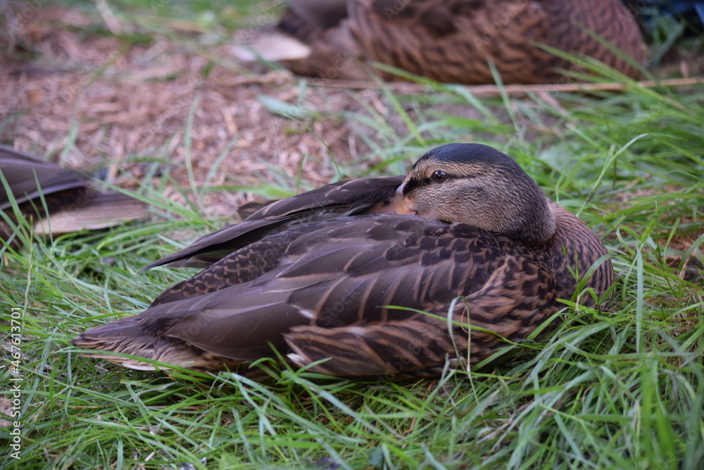 Stockente Wildente