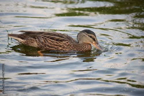 Obraz na płótnie Stockente im Wasser w salonie