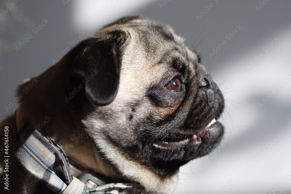 Mops