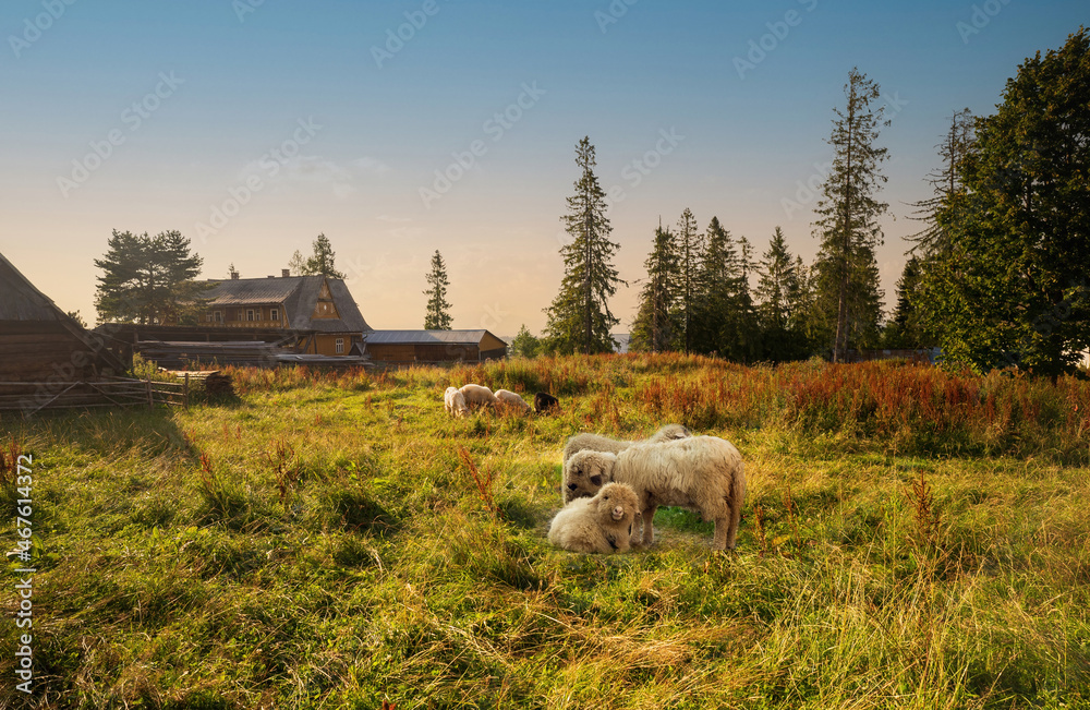 Fototapeta premium Flock of sheep in spring sunshine grazing, sitting and resting on a green grass against sunset or sunrise. Meadow farm field in countryside concept.