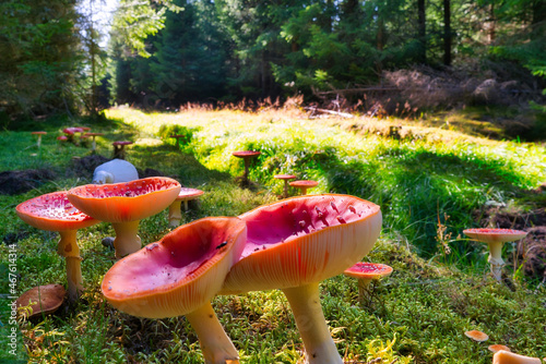 Macro shot of russula mushrooms in a green forest.