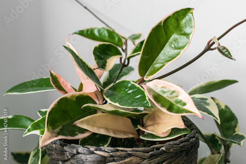 Variegated foliage of hoya carnosa variegata 