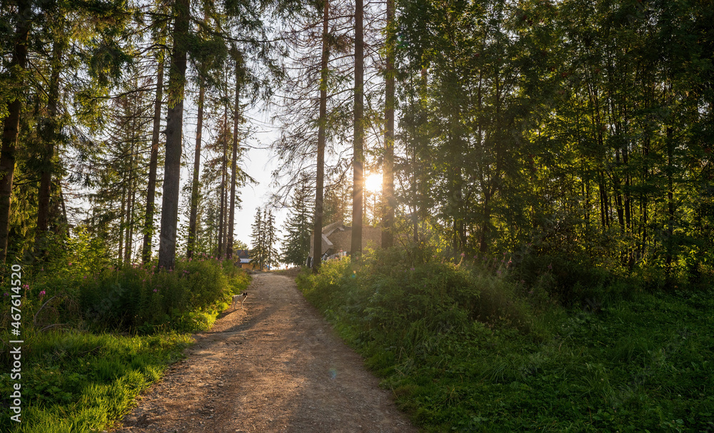 A little dog standing on a dirt off road against sunset in the forest woods with tall trees. Hiking trail. A little dog standing on a dirt off road against sunset in the forest woods with tall trees. Hiking trail.