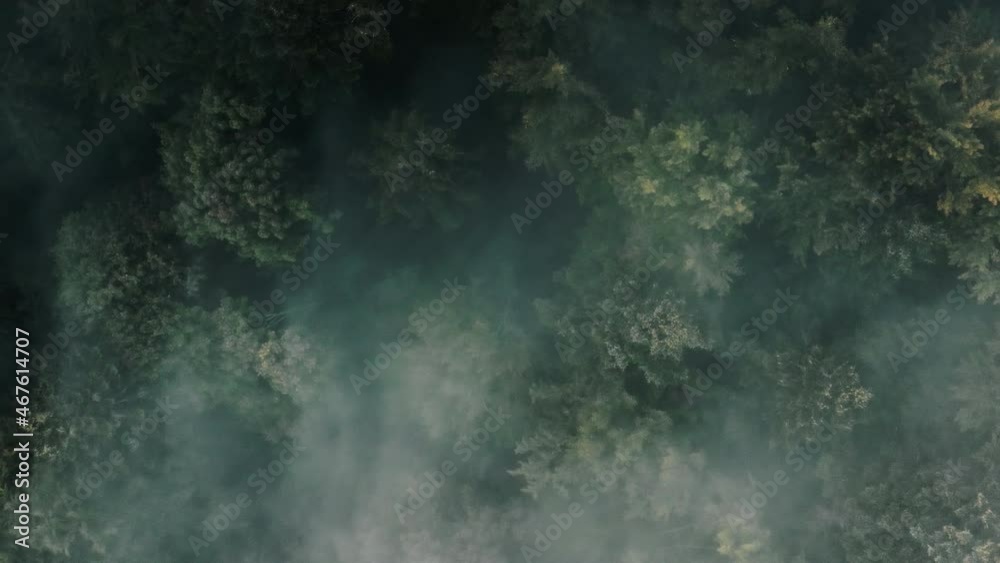 Dramatic misty green pine tree forest aerial top down view. Morning mysterious fog flow over wood tree tops. Nature background. Beautiful wild fantasy landscape. Cinematic drone flight zoom out
