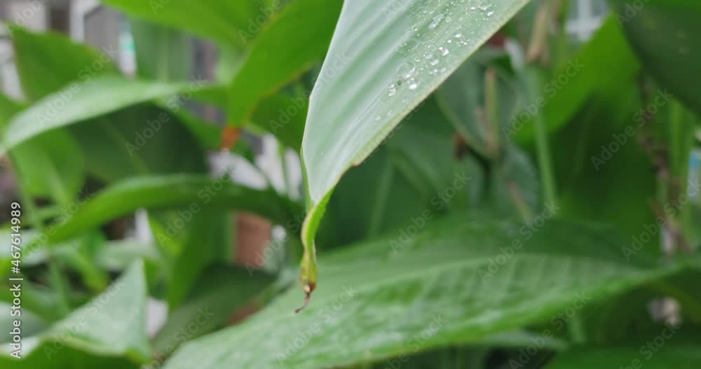 Raindrops on a large leaf outside. Rain falls on a closeup macro shot of pure water drops. Shot in 4k. Raindrops on a large leaf outside. Rain falls on a closeup macro shot of pure water drops. Shot in 4k.