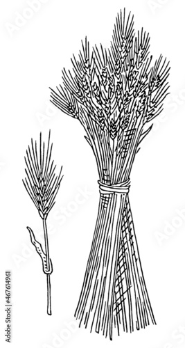 Ear and sheaf of barley. Vintage monochrome engraving
