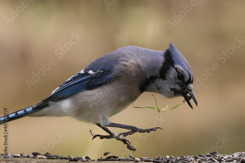 Blue Jay flock feeding on park bench with sunflower seeds, fighting, hopping, taking off, flying, landing, perching on fall day in creek © Janet