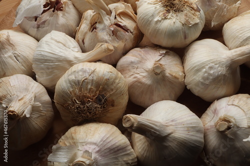 fresh garlics ready to cook or to sell