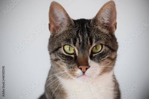 Obraz na płótnie Katzenportrait w salonie