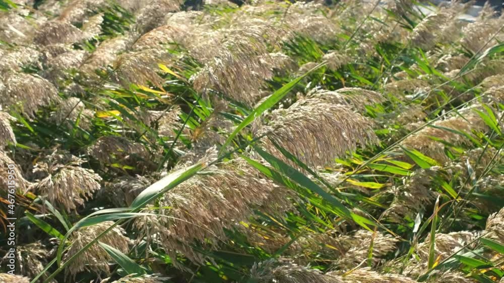 Thickets of reeds swaying in the wind lit by sunlight. Warm summer day. Natural background. Calm, peaceful scene. Slow motion footage. Thickets of reeds swaying in the wind lit by sunlight. Warm summer day. Natural background. Calm, peaceful scene. Slow motion footage.