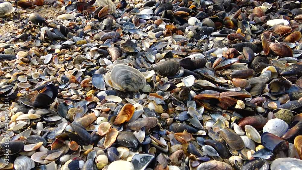 Empty shells of molluscs, washed ashore by the Black Sea Empty shells of molluscs, washed ashore by the Black Sea