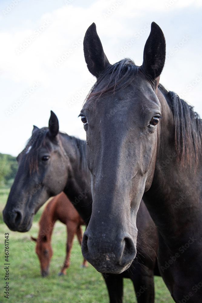 head of a horse head of a horse