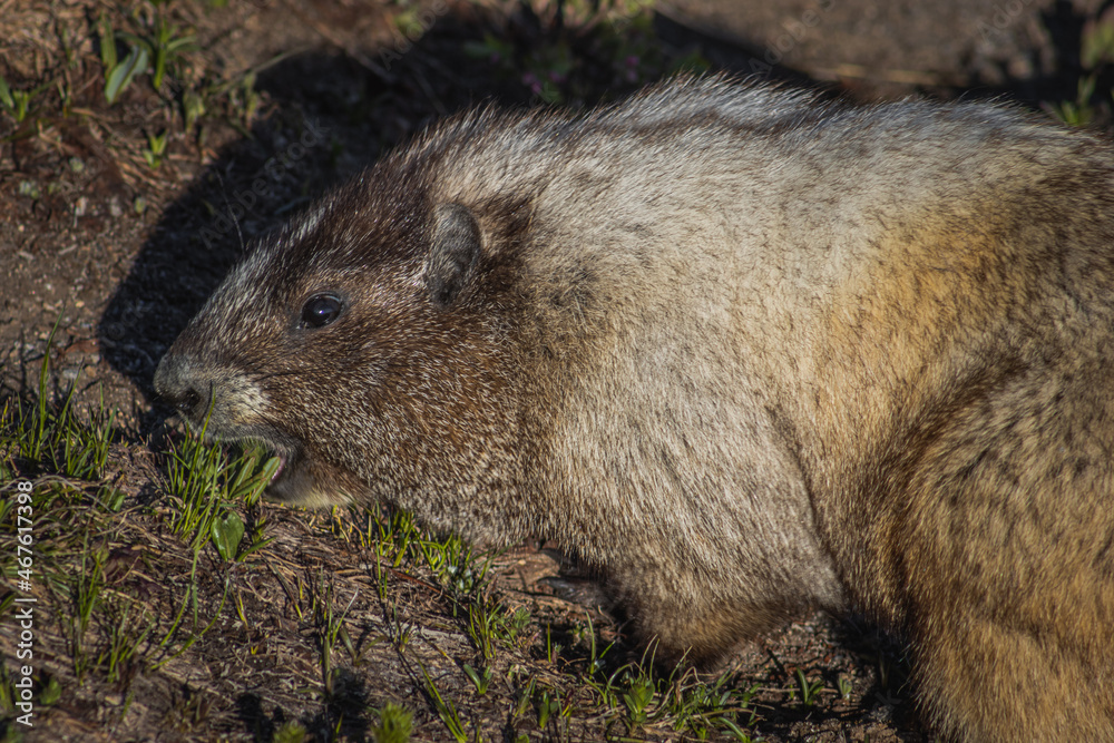 Cute marmot eats grass on the tundra Cute marmot eats grass on the tundra