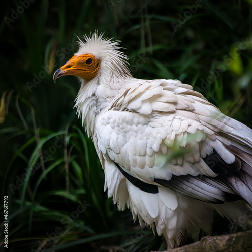 Closeup shot of an egyptian vulture