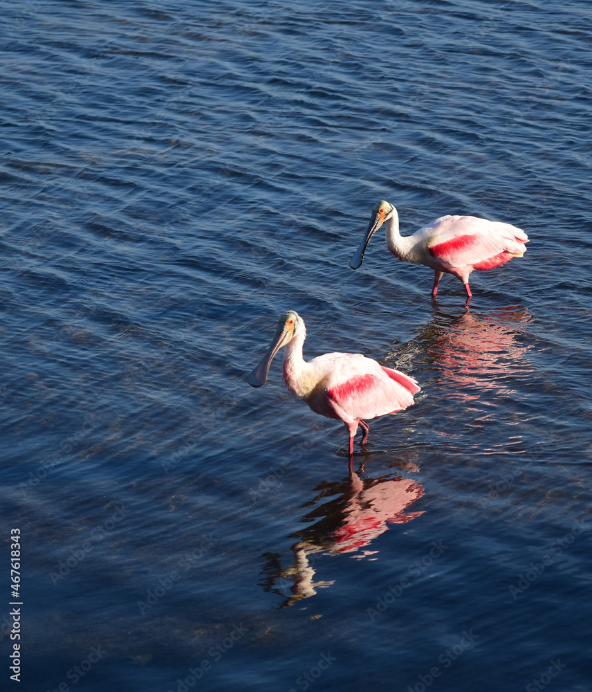 The search for food is ongoing for Roseate Spoonbills.